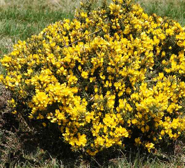 معرفی و راهنمای پرورش گیاهان زینتی آپارتمانی - سرو کوهی